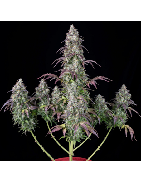 FastBuds - Lemon Pie Auto - 1