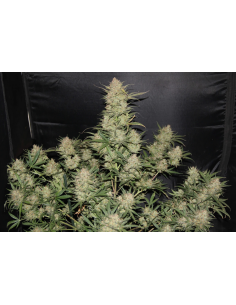 FastBuds - OG Kush Auto - 1