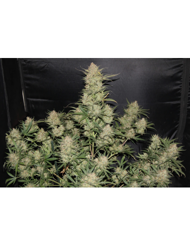 FastBuds - OG Kush Auto - 1