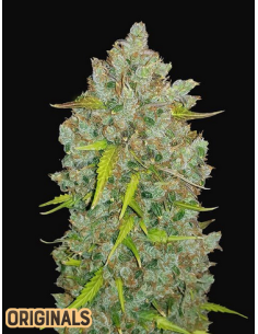 FastBuds - Bubblegum Auto - 1