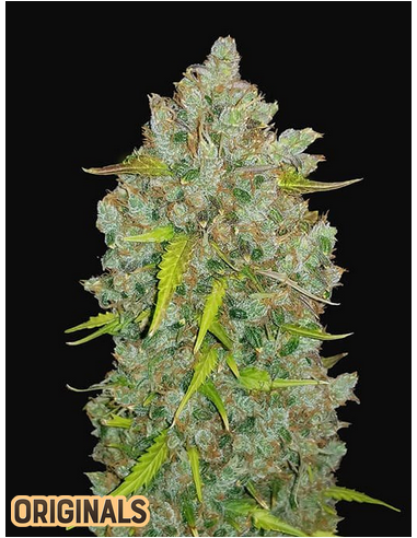 FastBuds - Bubblegum Auto - 1