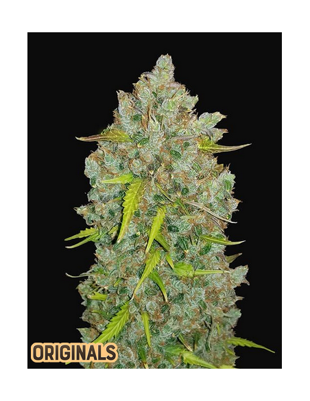 FastBuds - Bubblegum Auto - 1