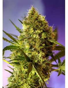 SWEET SEEDS - Big Devil 2 Auto - 1