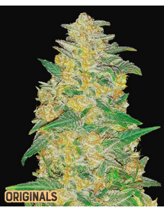 FastBuds - AK Auto - 1