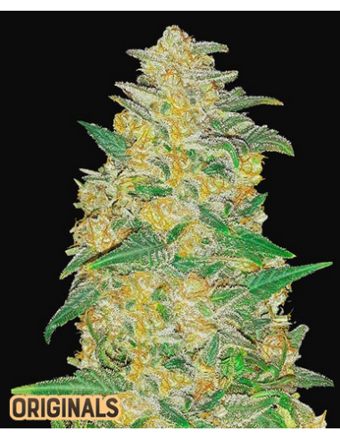 FastBuds - AK Auto - 1