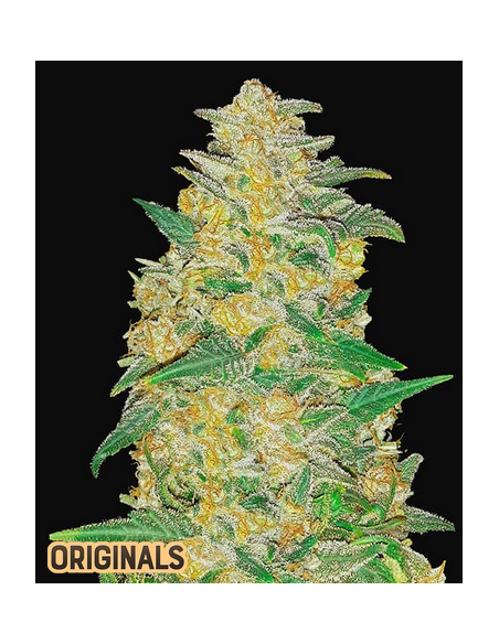 FastBuds - AK Auto - 1
