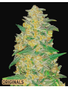FastBuds - AK Auto - 1
