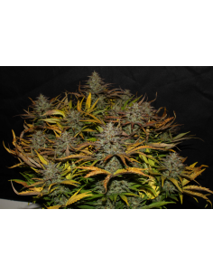 FastBuds - Cheese Auto - 1