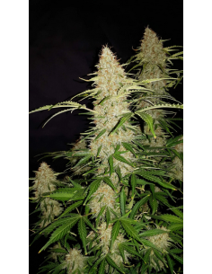 FastBuds - Jack Herer Auto - 1