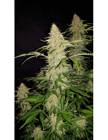 FastBuds - Jack Herer Auto - 1