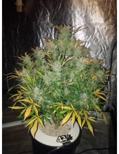 FastBuds - White Widow Auto - 1