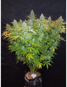 FastBuds - Californian Snow Auto - 1