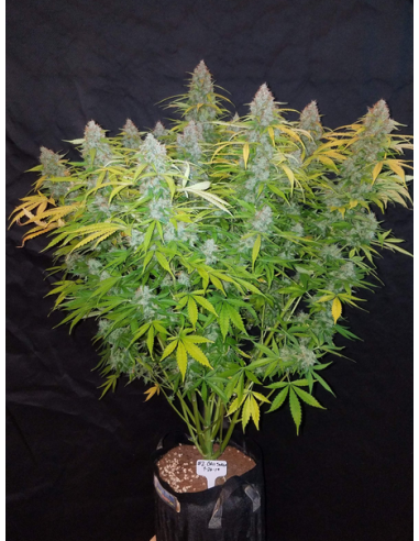 FastBuds - Californian Snow Auto - 1