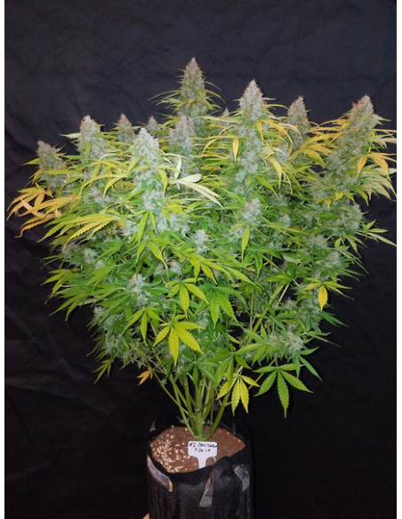 FastBuds - Californian Snow Auto - 1
