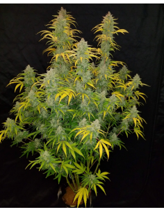 FastBuds - Blue Dream Auto - 1