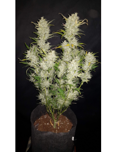 FastBuds - Sour Diesel Auto - 1