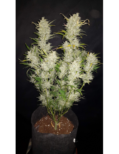 FastBuds - Sour Diesel Auto - 1