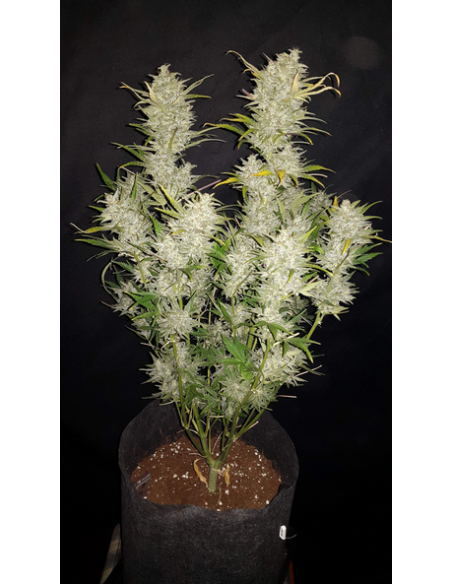 FastBuds - Sour Diesel Auto - 1