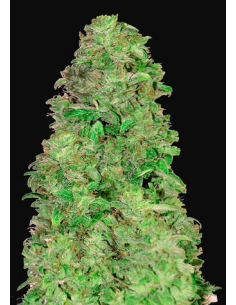 FastBuds - CBD 20:1 Auto - 1