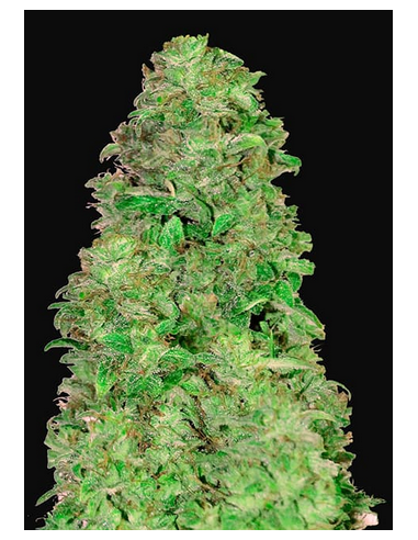 FastBuds - CBD 20:1 Auto - 1
