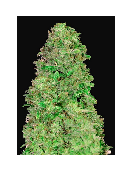 FastBuds - CBD 20:1 Auto - 1