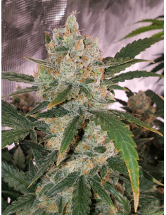 FastBuds - Chemdawg Auto - 1