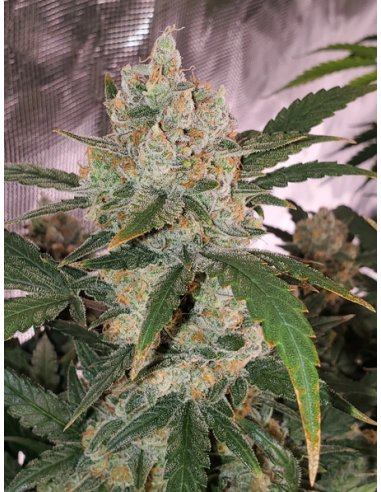 FastBuds - Chemdawg Auto - 1