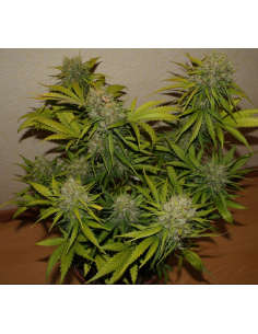 FastBuds - Grapefruit Auto - 1