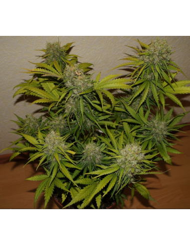 FastBuds - Grapefruit Auto - 1
