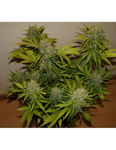 FastBuds - Grapefruit Auto - 1