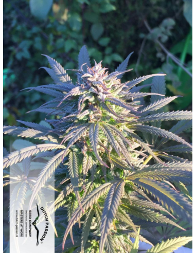 DUTCH PASSION - Durban Poison - 11