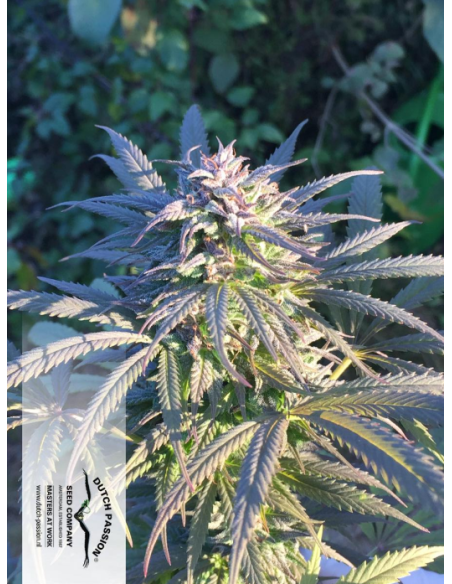 DUTCH PASSION - Durban Poison - 11