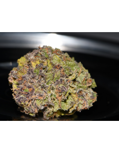 FastBuds - Smoothie Auto - 1