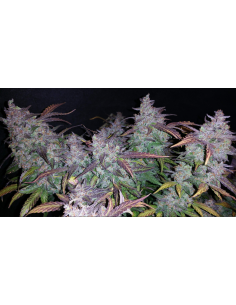 FastBuds - Fastberry Auto - 1