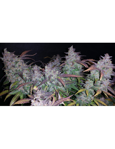 FastBuds - Fastberry Auto - 1