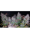FastBuds - Fastberry Auto - 1