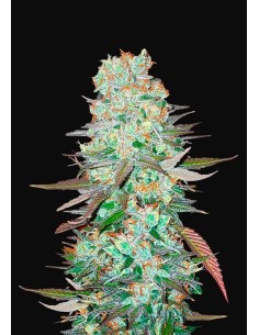 FastBuds - G14 Auto - 1