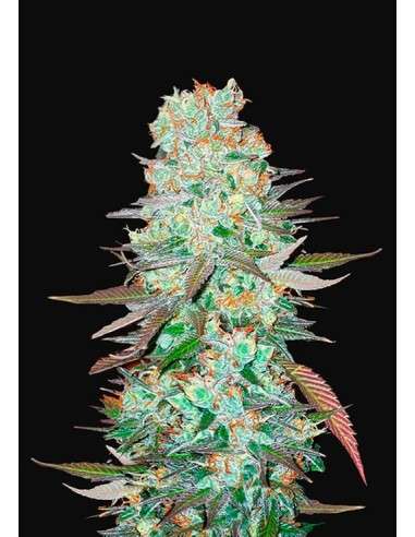 FastBuds - G14 Auto - 1
