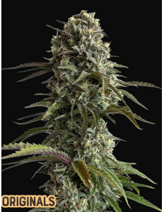 FastBuds - Skunk Auto - 1