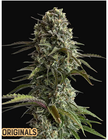FastBuds - Skunk Auto - 1