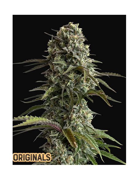 FastBuds - Skunk Auto - 1