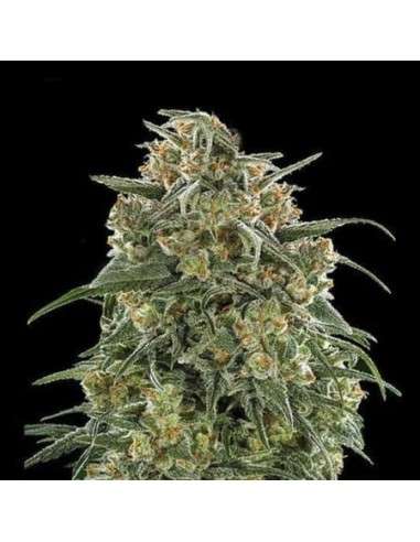 Banana Sherbet - 1