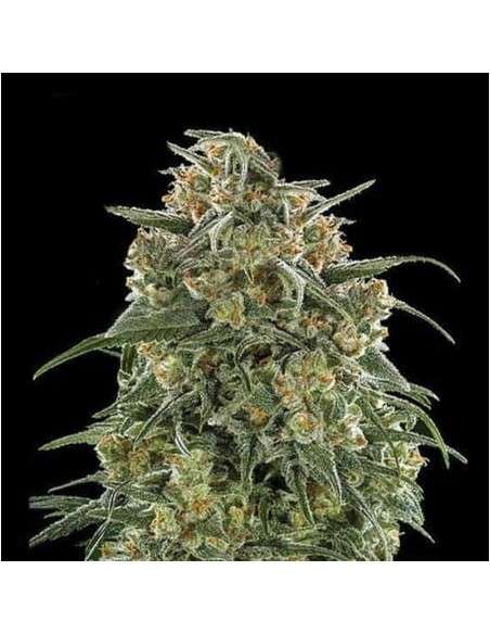 Banana Sherbet - 1