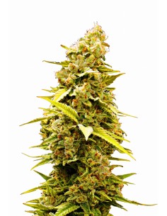 Banana Sherbet - 1 2