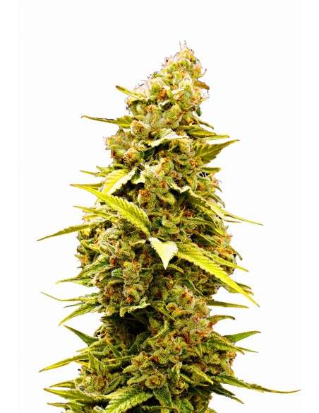Banana Sherbet - 2