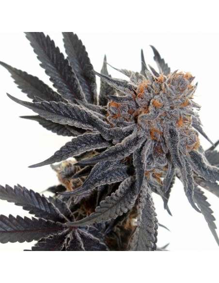 Cookies Sherbet - 1