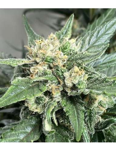 Green Crack - 1