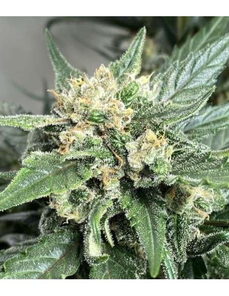 Green Crack - 1