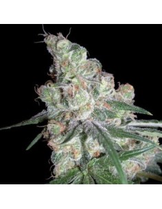 Chocolope - 1