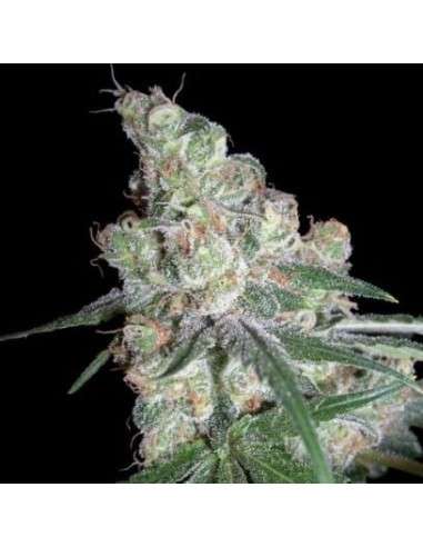 Chocolope - 1